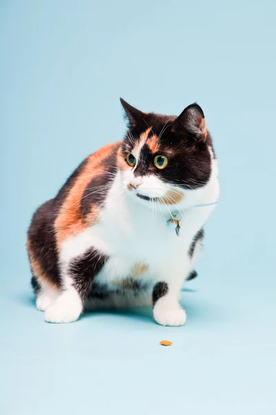 Estudio retrato de gato doméstico manchado aislado sobre fondo azul claro —  Fotos de Stock