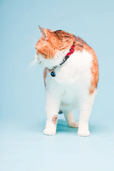 빨간 백색 고양이 밝은 파란색 배경에 고립의 스튜디오 초상화 — 스톡 사진
