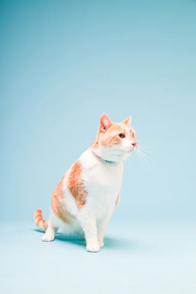 孤立在浅蓝色背景上的白色和红色国内猫室画像 — 图库照片