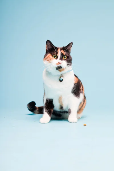 明るい青の背景上に分離されて斑点を付けられた猫のスタジオ ポートレート — ストック写真