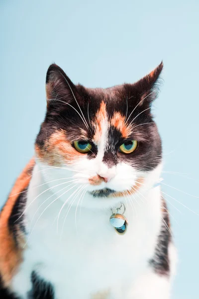Studio shot of spotted domestic cat isolated on light blue background. — Stock Photo, Image