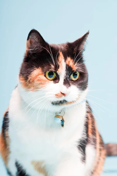 Студія постріл плямистий домашньої кішки ізольовані на світлому фоні синього. — Stock Fotó