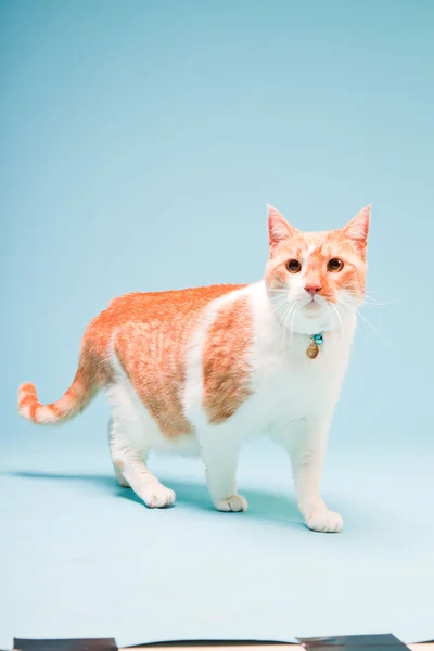 백색과 빨강 고양이 밝은 파란색 배경에 고립의 스튜디오 초상화 — 스톡 사진