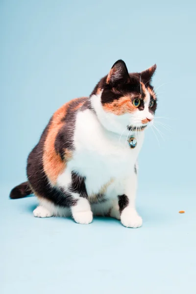 Studio portrait of spotted domestic cat isolated on light blue background — Stock Photo, Image