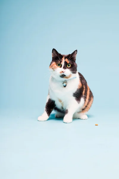 Portrait studio de chat domestique repéré isolé sur fond bleu clair — Photo