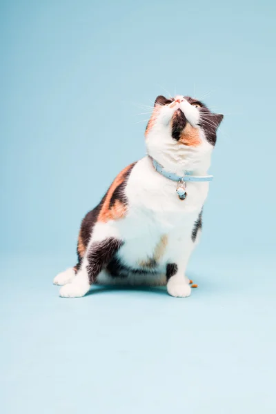 Πορτραίτο στούντιο στίγματα οικόσιτης γάτας που απομονώνονται σε γαλάζιο φόντο — Φωτογραφία Αρχείου