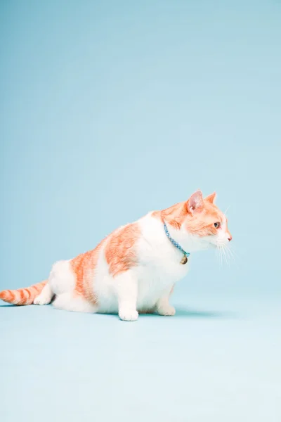 Στούντιο πορτρέτο των λευκών και ερυθρών οικόσιτης γάτας που απομονώνονται σε γαλάζιο φόντο — Φωτογραφία Αρχείου