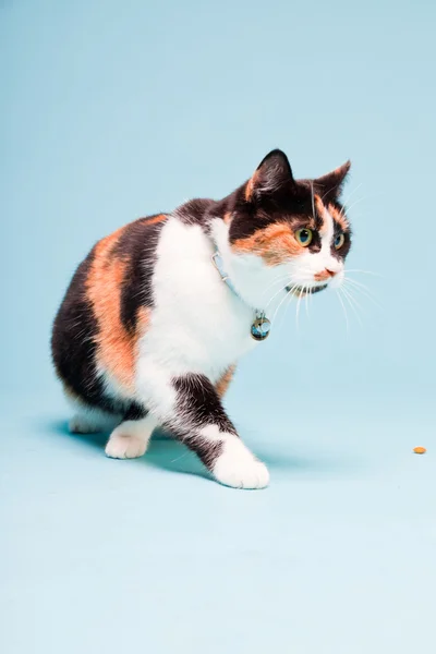 Studio portrait of spotted domestic cat isolated on light blue background — Stock Photo, Image