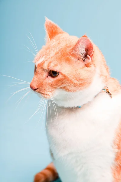 Studiový portrét bílé a červené domácí kočky, které jsou izolovány na světle modrém pozadí — Stock fotografie