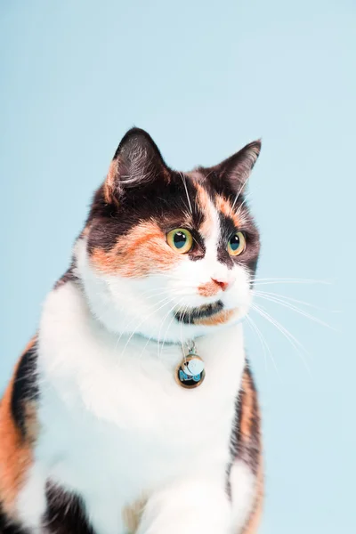 Студійний знімок плямистого домашнього кота ізольований на світло-блакитному фоні . — стокове фото