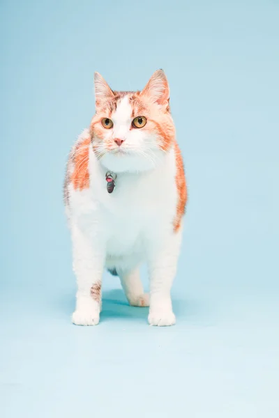 红白色猫浅蓝色背景上隔离室画像 — 图库照片