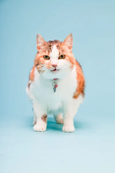 Studio porträtt av röd vit katt isolerad på ljusblå bakgrund — Stockfoto