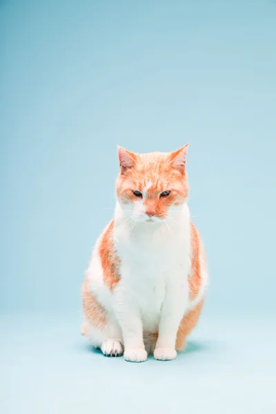 Portrait studio de chat domestique blanc et rouge isolé sur fond bleu clair — Photo