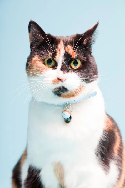 Photo studio de chat domestique repéré isolé sur fond bleu clair . — Photo