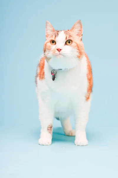 Estúdio retrato de gato branco vermelho isolado no fundo azul claro — Fotografia de Stock