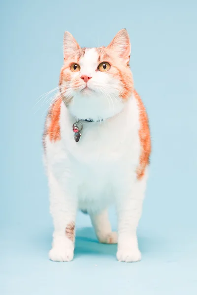 Studio ritratto di gatto bianco rosso isolato su sfondo azzurro — Foto Stock