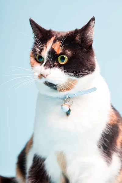 Студія постріл плямистий домашньої кішки ізольовані на світлому фоні синього. — Stock Fotó