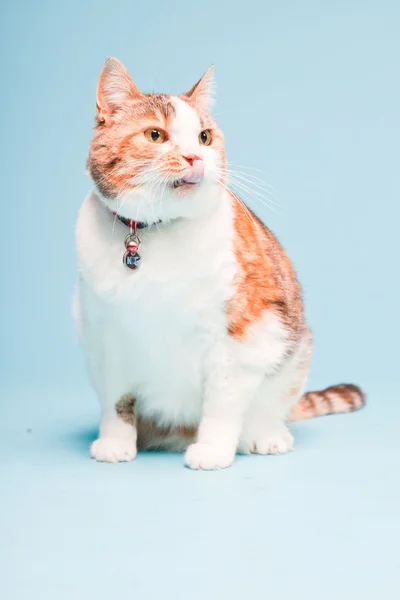 Portrait studio de chat blanc rouge isolé sur fond bleu clair — Photo