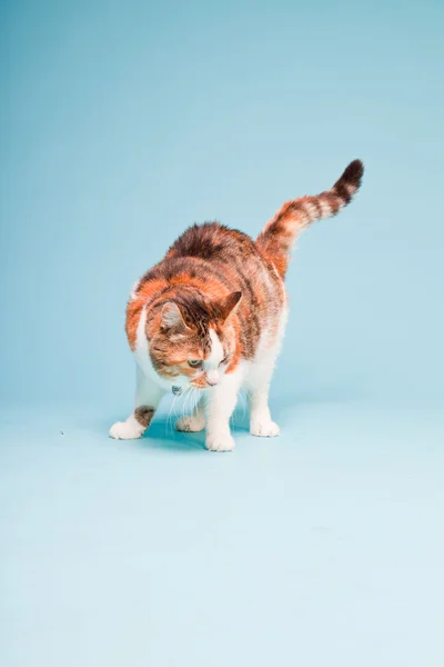 Studio portrait of red white cat isolated on light blue background — Stock Photo, Image