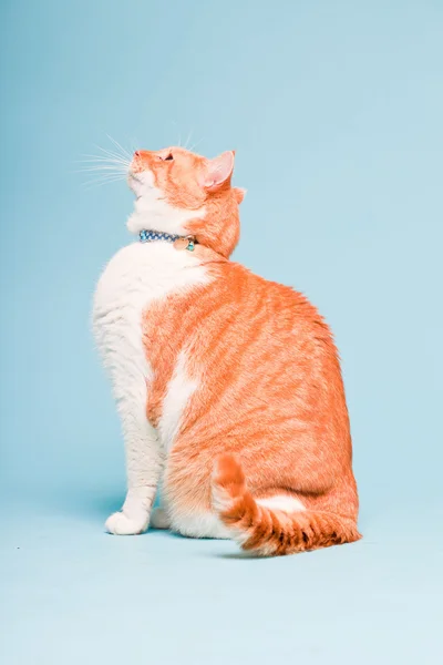 stock image Studio portrait of white and red domestic cat isolated on light blue background