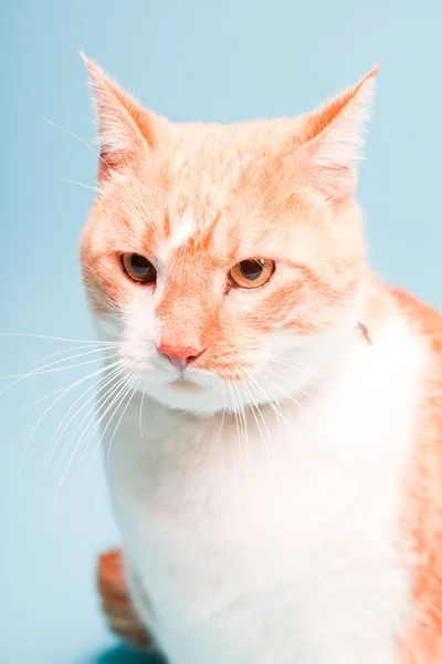Studio portret van witte en rode binnenlandse kat geïsoleerd op lichte blauwe achtergrond — Stockfoto