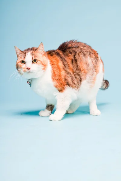 Στούντιο πορτρέτο του κόκκινο λευκό γάτα που απομονώνονται σε γαλάζιο φόντο — Φωτογραφία Αρχείου