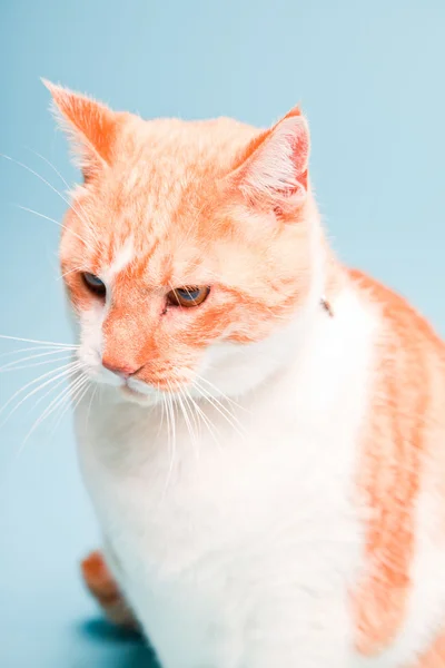 Studio portret van witte en rode binnenlandse kat geïsoleerd op lichte blauwe achtergrond — Stockfoto