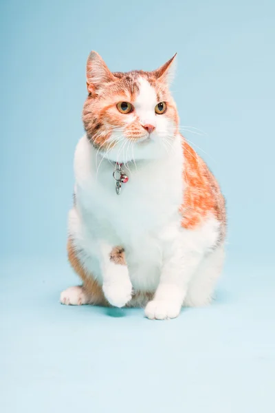 Στούντιο πορτρέτο του κόκκινο λευκό γάτα που απομονώνονται σε γαλάζιο φόντο — Φωτογραφία Αρχείου