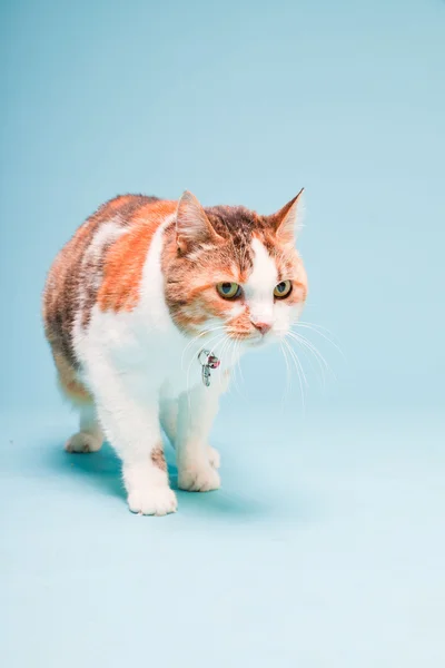 Estúdio retrato de gato branco vermelho isolado no fundo azul claro — Fotografia de Stock