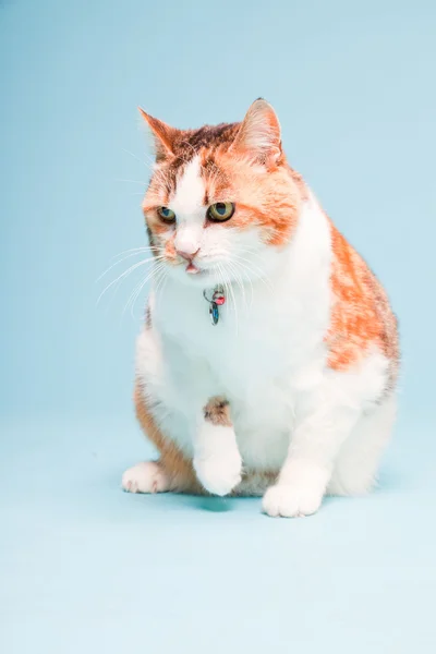 Estudio retrato de gato blanco rojo aislado sobre fondo azul claro —  Fotos de Stock