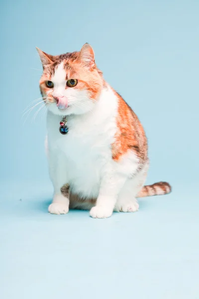 Studio porträtt av röd vit katt isolerad på ljusblå bakgrund — Stockfoto