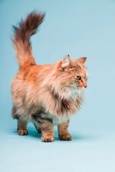 Studio portrait of main coon cat isolated on light blue background. — Stock Photo, Image