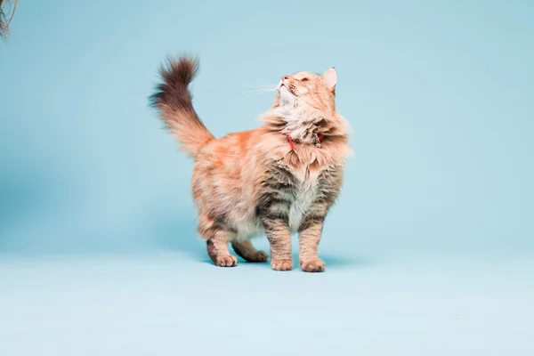 Retrato de estudio del gato mapache principal aislado sobre fondo azul claro . —  Fotos de Stock