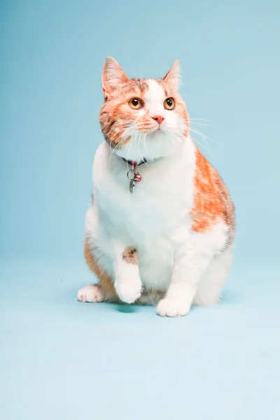 Estudio retrato de gato blanco rojo aislado sobre fondo azul claro —  Fotos de Stock