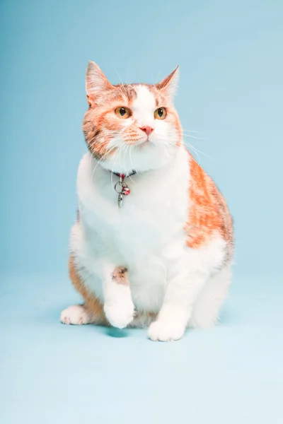 Portrait studio de chat blanc rouge isolé sur fond bleu clair — Photo