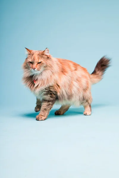 Studio portrait of main coon cat isolated on light blue background. — Stockfoto