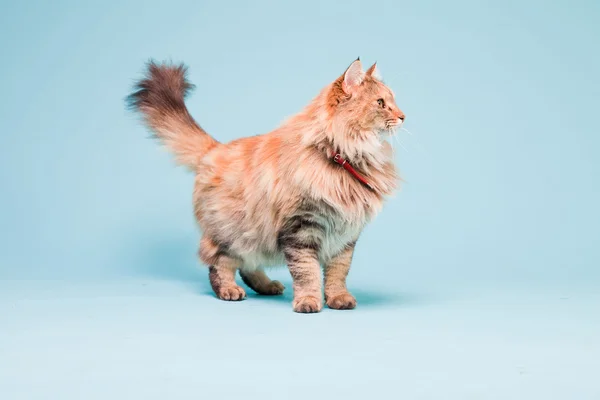 Studio portrait of main coon cat isolated on light blue background. — Stock Photo, Image