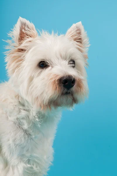 West Highland White Terrier isoliert auf hellblauem Hintergrund. Studioaufnahme. — Stockfoto