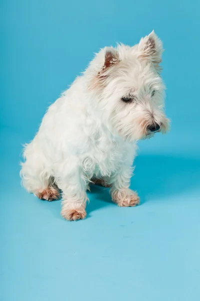 Δυτικά highland λευκού σκύλου που απομονώνονται σε γαλάζιο φόντο. Studio που γυρίστηκε. — Φωτογραφία Αρχείου