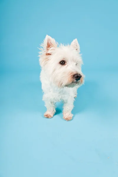 West Highland White Terrier isolato su sfondo azzurro. Studio girato . — Foto Stock