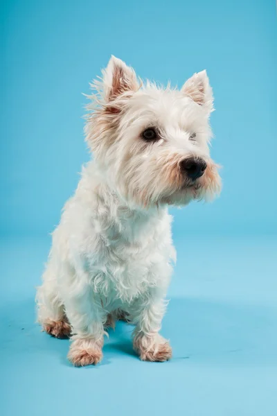 West Highland White Terrier isoliert auf hellblauem Hintergrund. Studioaufnahme. — Stockfoto