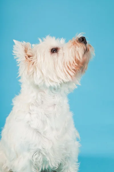 West highland white terrier isolerad på ljusblå bakgrund. Studio skott. — Stockfoto