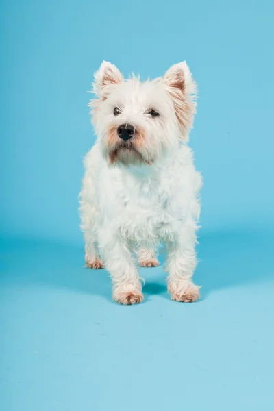 Δυτικά highland λευκού σκύλου που απομονώνονται σε γαλάζιο φόντο. Studio που γυρίστηκε. — Φωτογραφία Αρχείου
