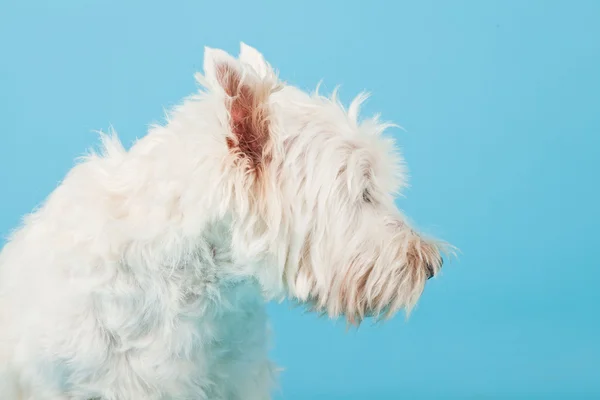 stock image West Highland White Terrier isolated on light blue background. Studio shot.