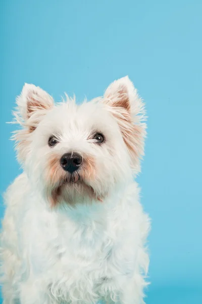 West Highland White Terrier eristetty vaaleansininen tausta. Studiokuva . — kuvapankkivalokuva