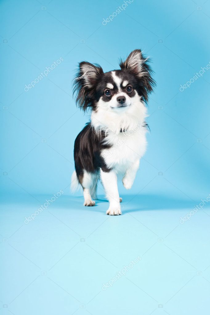 Cute Chihuahua Black And White Isolated On Light Blue