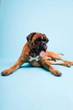 Stüdyo güzel boxer köpek açık mavi renkli izole portresi