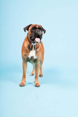 Stüdyo güzel boxer köpek açık mavi renkli izole portresi