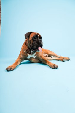 Stüdyo güzel boxer köpek açık mavi renkli izole portresi