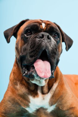 Stüdyo güzel boxer köpek açık mavi renkli izole portresi